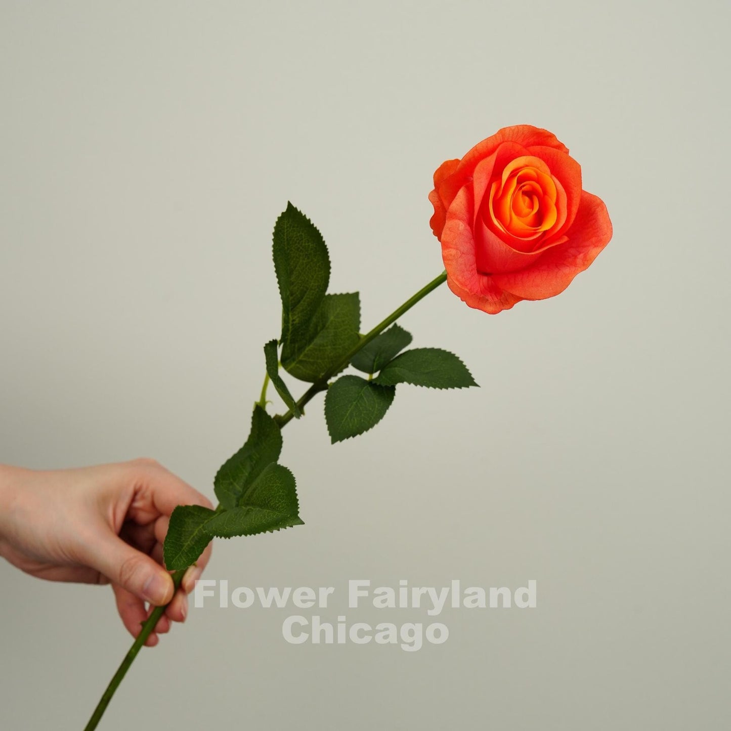 Orange ombre half opened rose stem held in hand