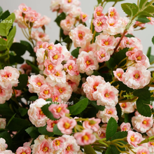 Load image into Gallery viewer, Miniature Rose Long Stem - Pink