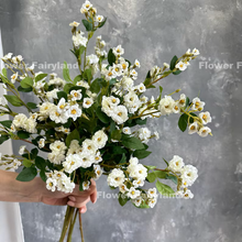 Load image into Gallery viewer, Miniature Rose Long Stem - White