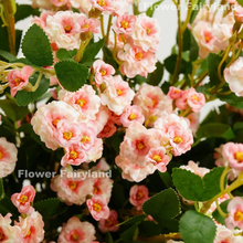 Load image into Gallery viewer, Miniature Rose Long Stem - Pink