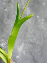 Load image into Gallery viewer, 5 Stems Faux Tulip - Yellow