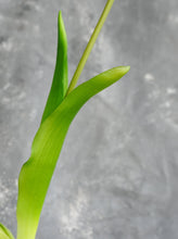 Load image into Gallery viewer, 5 Stems Faux Tulip - Red