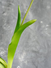 Load image into Gallery viewer, 5 Stems Faux Tulip - Light Pink