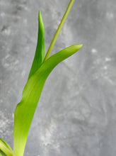 Load image into Gallery viewer, 5 Stems Faux Tulip - White