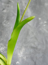 Load image into Gallery viewer, 5 Stems Faux Tulip - Mauve