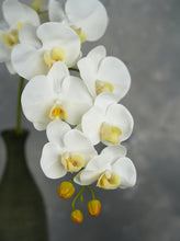 Load image into Gallery viewer, 38" Real Touch 9 Heads Orchid Stem - White