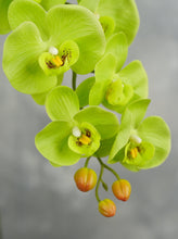 Load image into Gallery viewer, 38" Real Touch 9 Heads Orchid Stem - Green