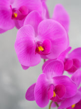 Load image into Gallery viewer, 38" Real Touch 9 Heads Orchid Stem - Light Magenta