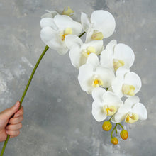 Load image into Gallery viewer, 38" Real Touch 9 Heads Orchid Stem - White