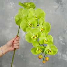 Load image into Gallery viewer, 38" Real Touch 9 Heads Orchid Stem - Green