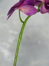 Load image into Gallery viewer, 38" Real Touch 9 Heads Orchid Stem - Dark Grape Purple