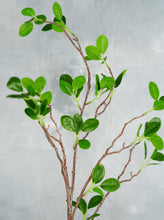 Load image into Gallery viewer, 44" Real Touch Faux Aglaia Odorata Tree Branch Stem