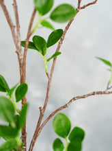 Load image into Gallery viewer, 44" Real Touch Faux Aglaia Odorata Tree Branch Stem