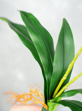 Load image into Gallery viewer, Faux Dendrobium Orchid Plant - White