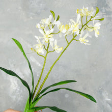 Load image into Gallery viewer, Faux Dendrobium Orchid Plant - White