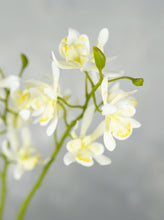 Load image into Gallery viewer, Faux Dendrobium Orchid Plant - White