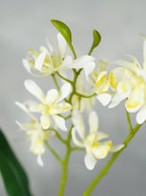 Load image into Gallery viewer, Faux Dendrobium Orchid Plant - White