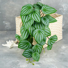 Load image into Gallery viewer, 16" Faux Watermelon Peperomia Hanging Plant