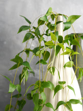 Load image into Gallery viewer, 27" Clematis Garland Hanging Vine - Set of 2