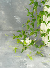 Load image into Gallery viewer, 27" Clematis Garland Hanging Vine - Set of 2