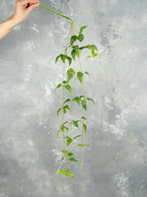 Load image into Gallery viewer, 27" Clematis Garland Hanging Vine - Set of 2