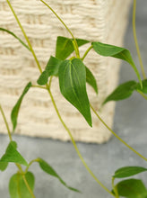 Load image into Gallery viewer, 27" Clematis Garland Hanging Vine - Set of 2