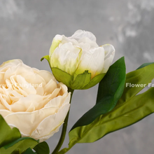 Load image into Gallery viewer, 2 Heads Dried Look Peony - White