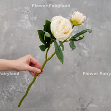 Load image into Gallery viewer, 2 Heads Dried Look Peony - White