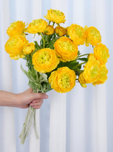 Load image into Gallery viewer, 3 Heads Ranunculus Stem - Yellow
