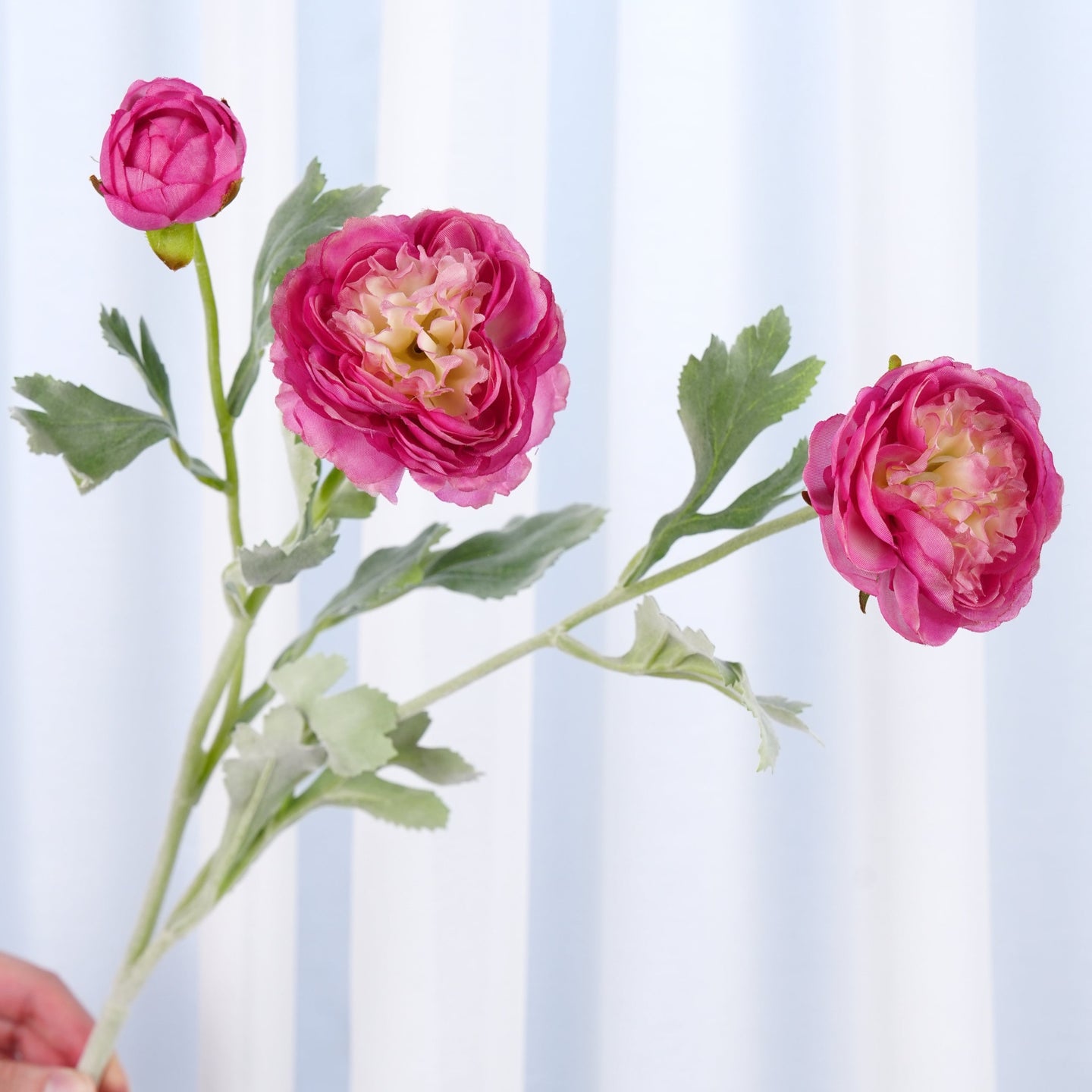 3 Heads Ranunculus Stem - Deep Pink