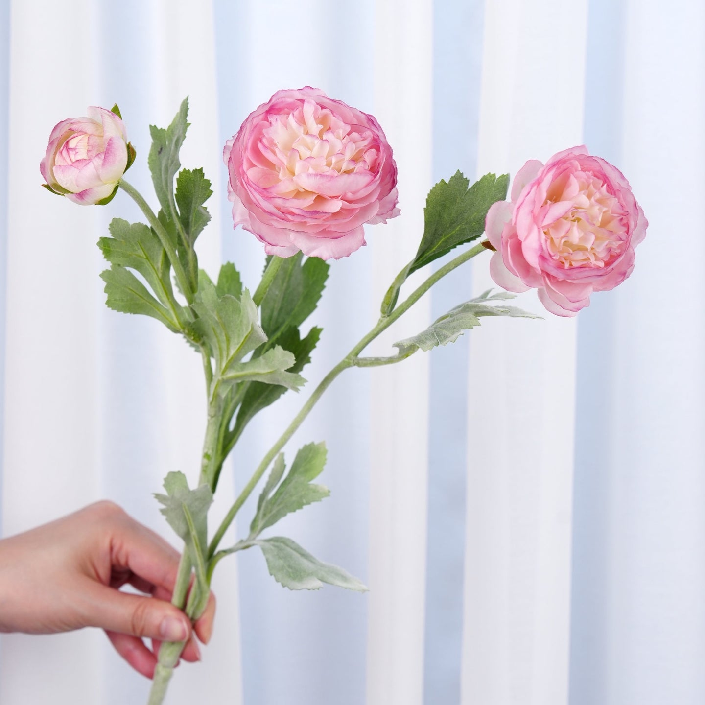 3 Heads Ranunculus Stem - Pink