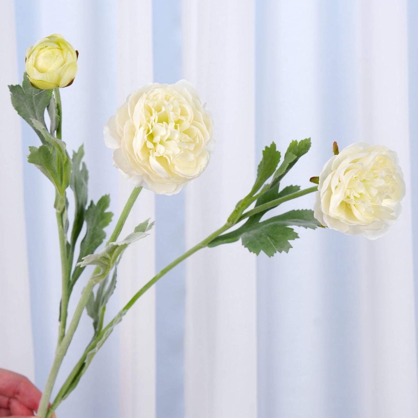 3 Heads Ranunculus Stem - White