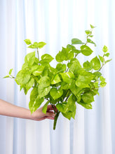 Load image into Gallery viewer, 24&quot; Faux Golden Pothos Plant
