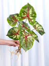 Load image into Gallery viewer, Realistic Faux Syngonium
