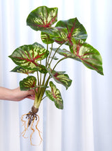 Load image into Gallery viewer, Realistic Faux Syngonium
