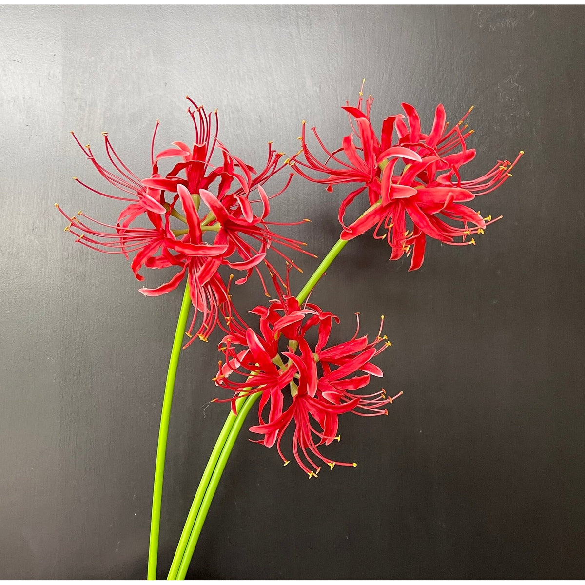 Faux Spider Lily Stem - Red