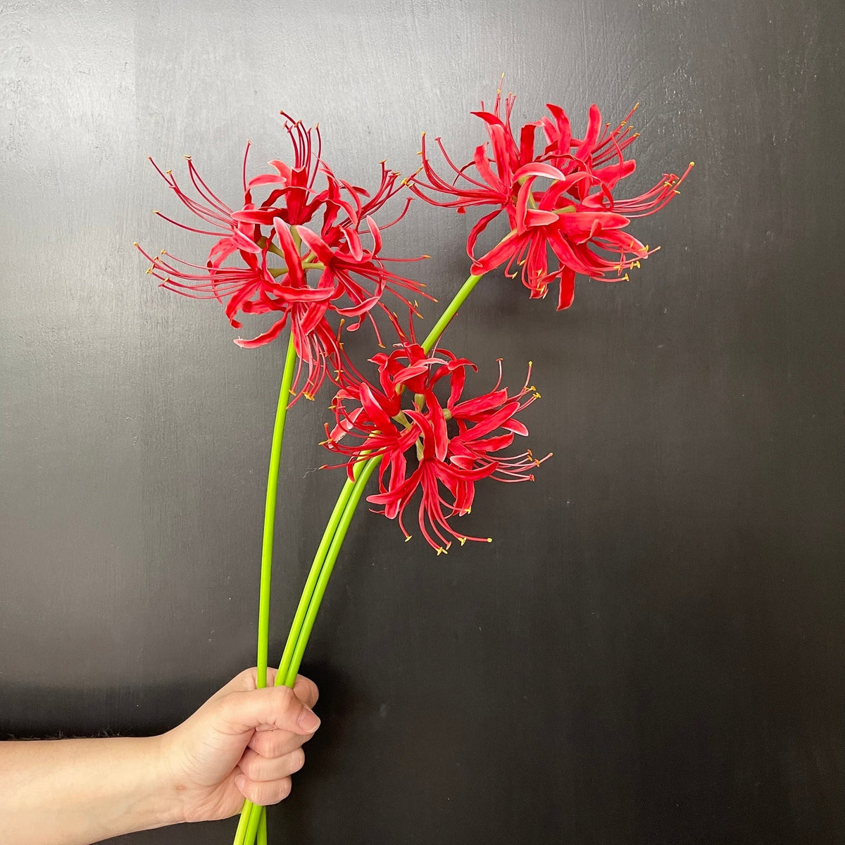 Faux Spider Lily Stem - Red