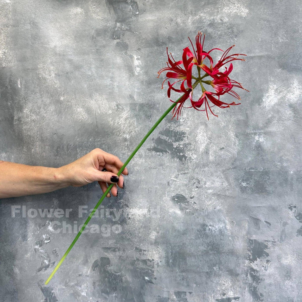 Faux Spider Lily Stem - Red