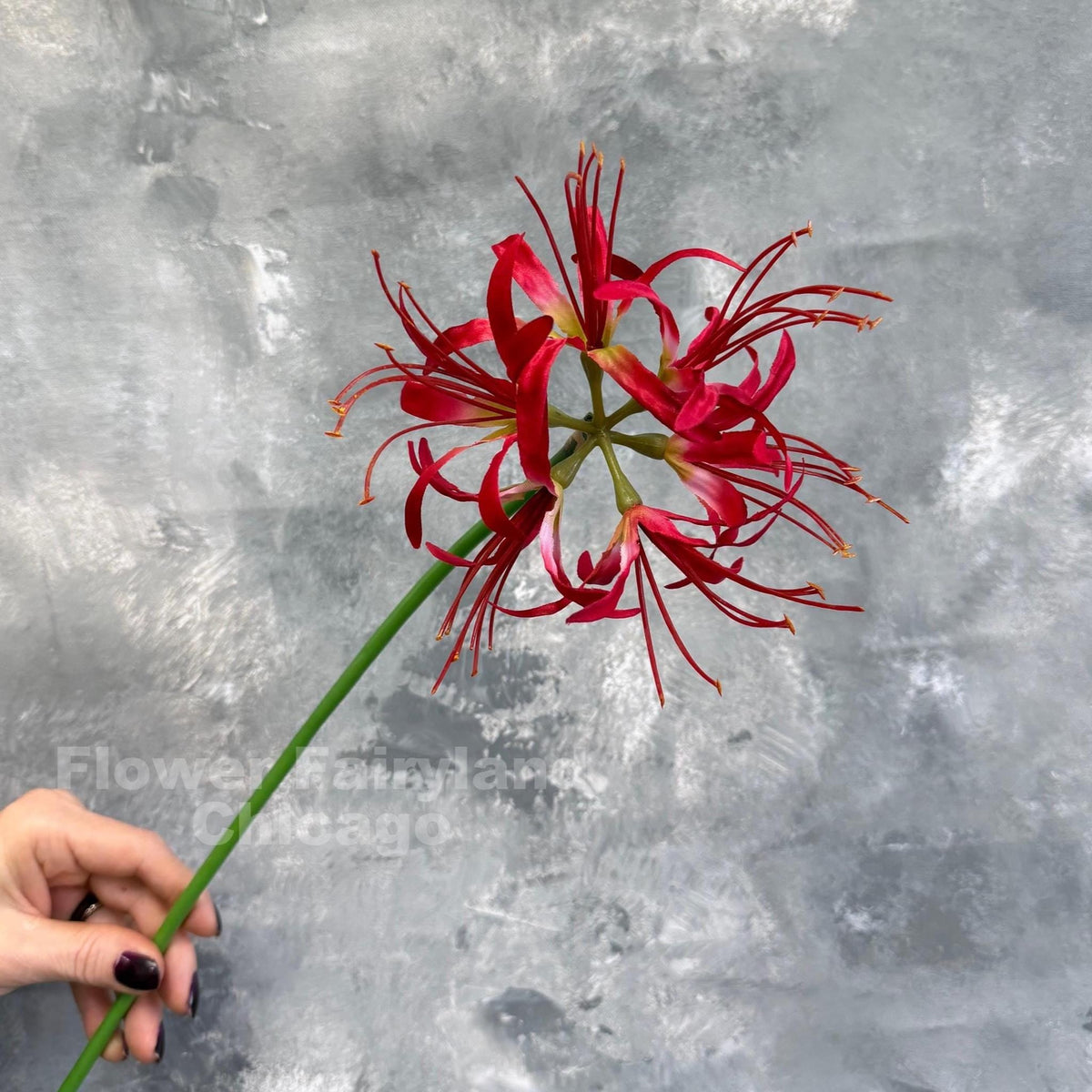 Faux Spider Lily Stem - Red