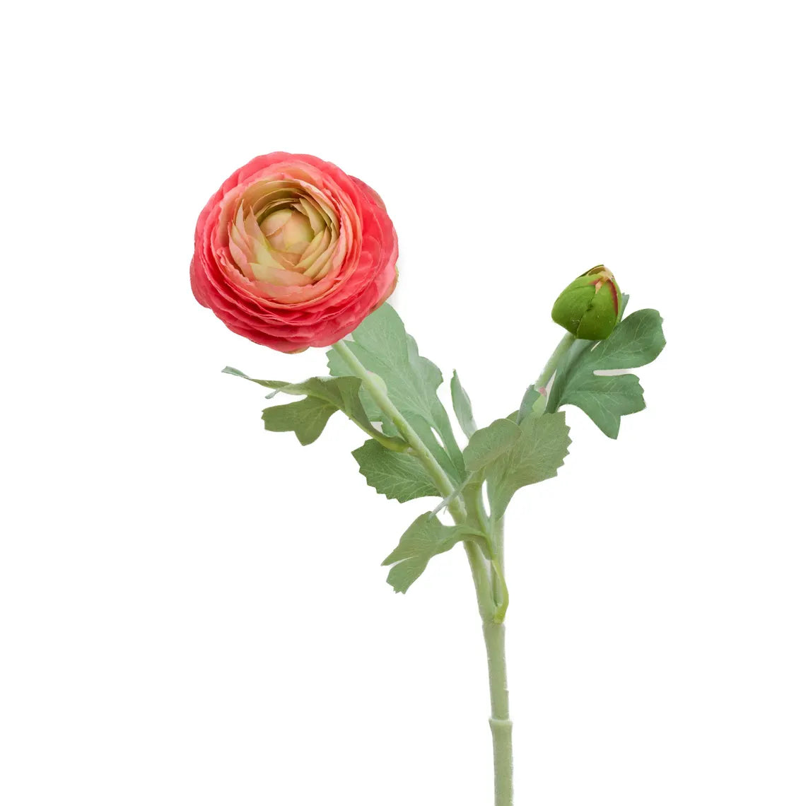 Faux Ranunculus  Stem – Pink Edge