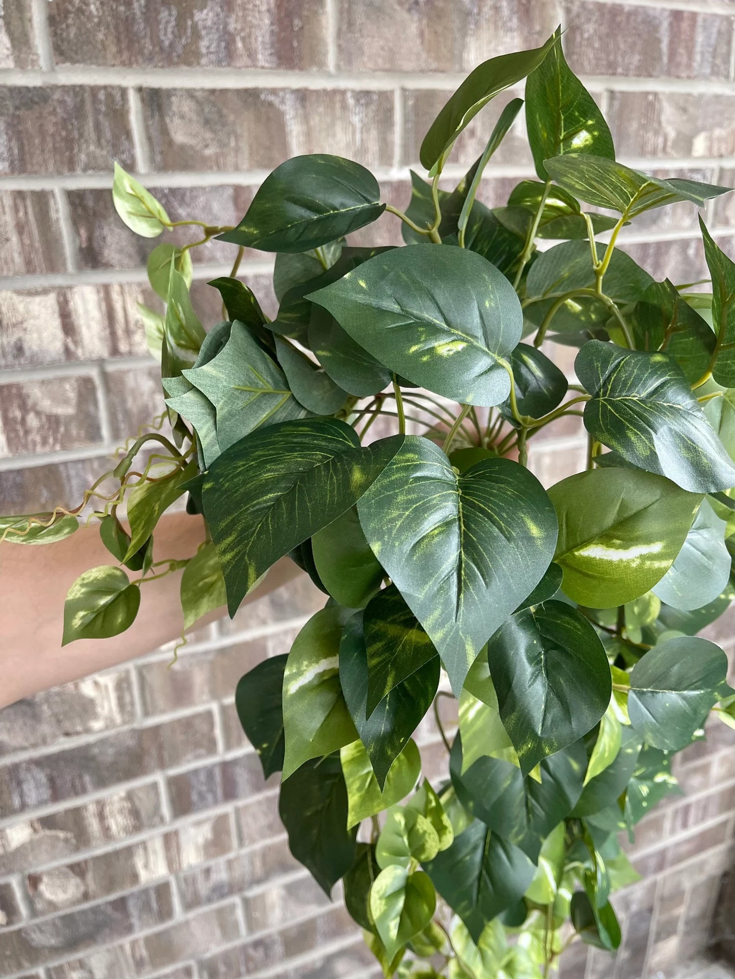 34" Hanging Pothos - Dark Green
