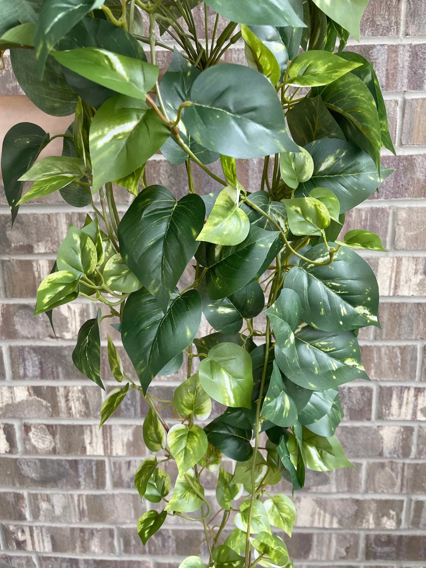 34" Hanging Pothos - Dark Green