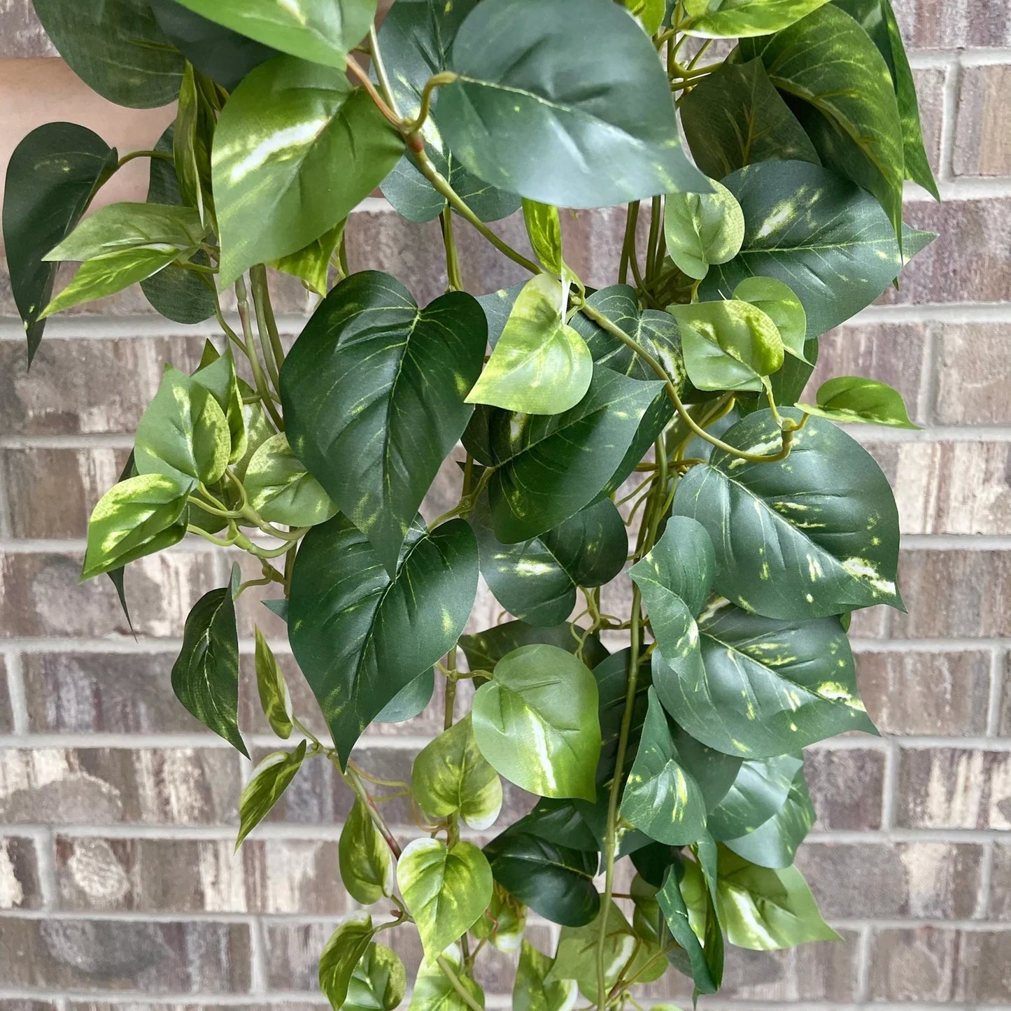 34 inch hanging pothos dark green square cover