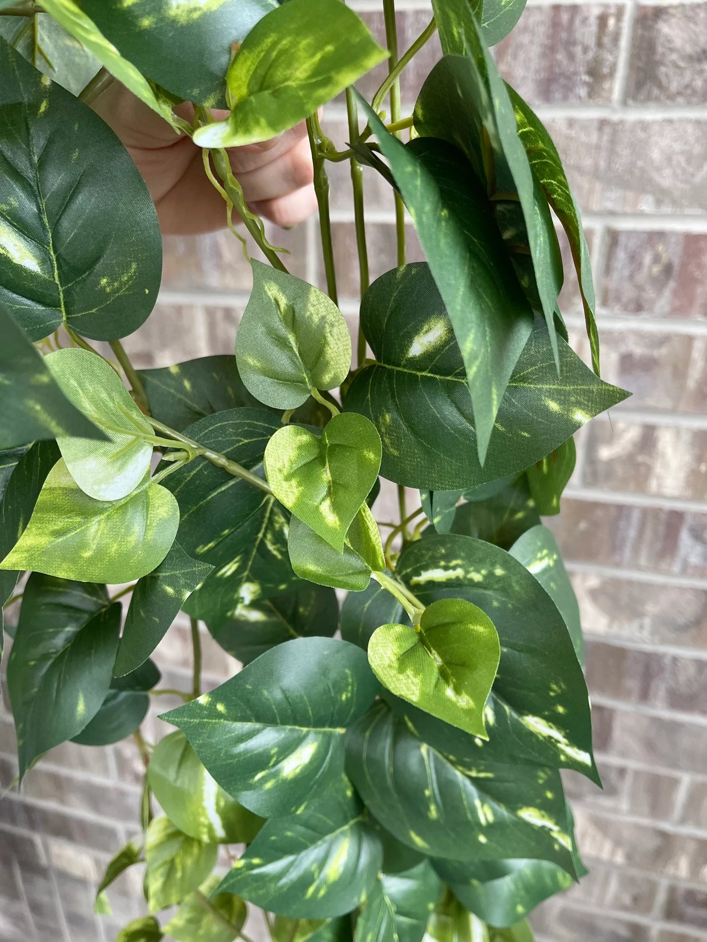 34" Hanging Pothos - Dark Green