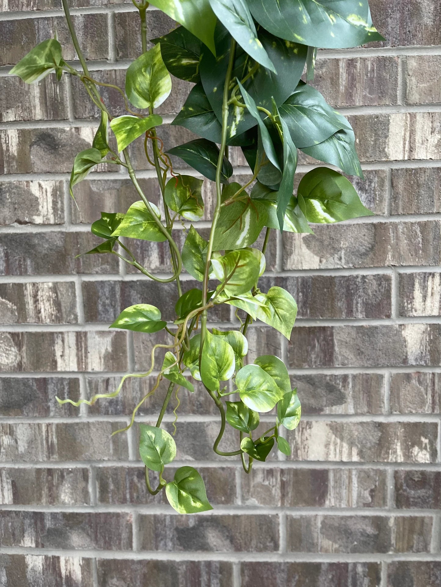 34" Hanging Pothos - Dark Green