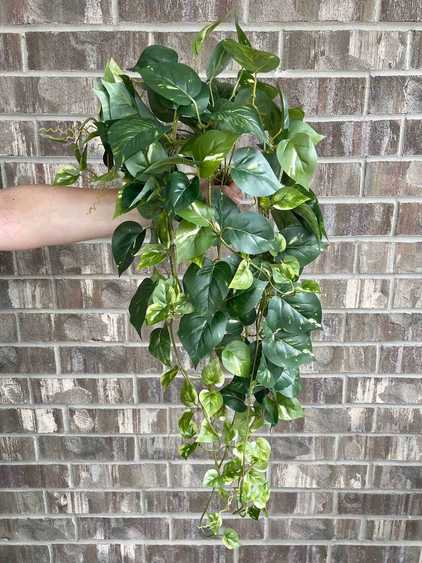 34" Hanging Pothos - Dark Green