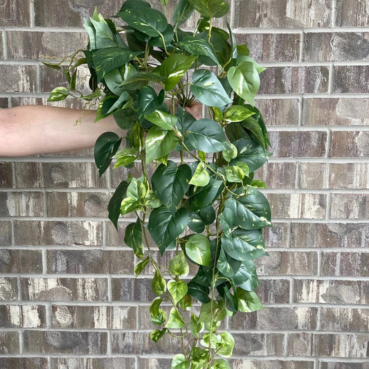 34" Hanging Pothos - Dark Green
