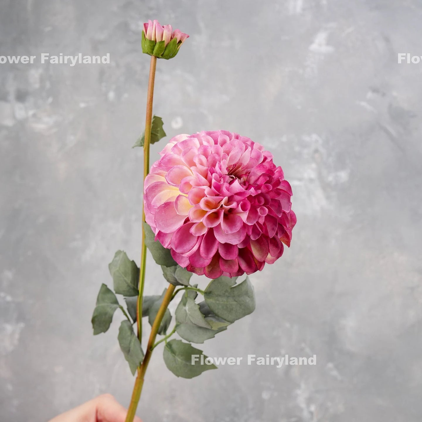 Palmares Dahlia Flower Single Stem – Purple