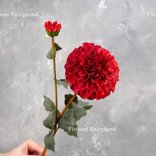 Palmares Dahlia Stem - Red
