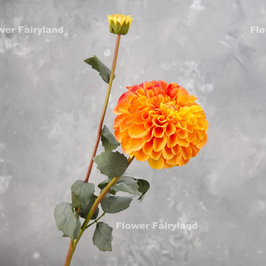 Palmares Dahlia Stem - Orange
